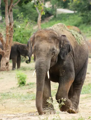 jim_corbett_elephant