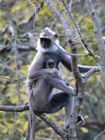 jim_corbett_langur