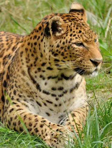 jim_corbett_leopard