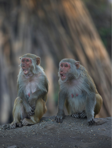 jim_corbett_monkey