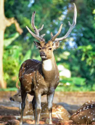 jim_corbett_spotted_deer