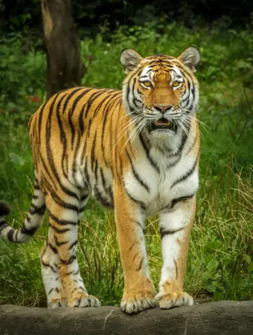 jim_corbett_tiger