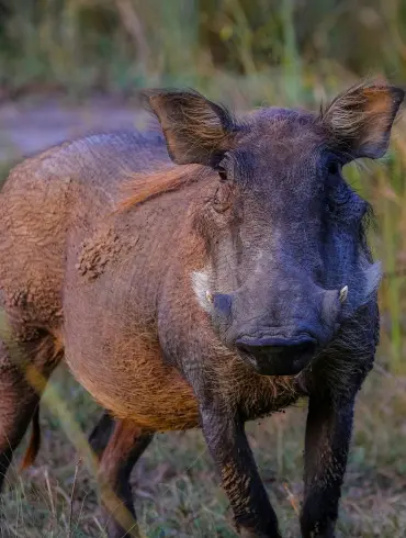 jim_corbett_wild_boar