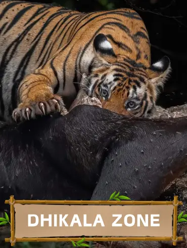 Dhikala_zone