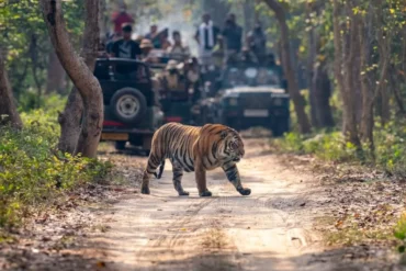 jim_corbett_jungle_booking