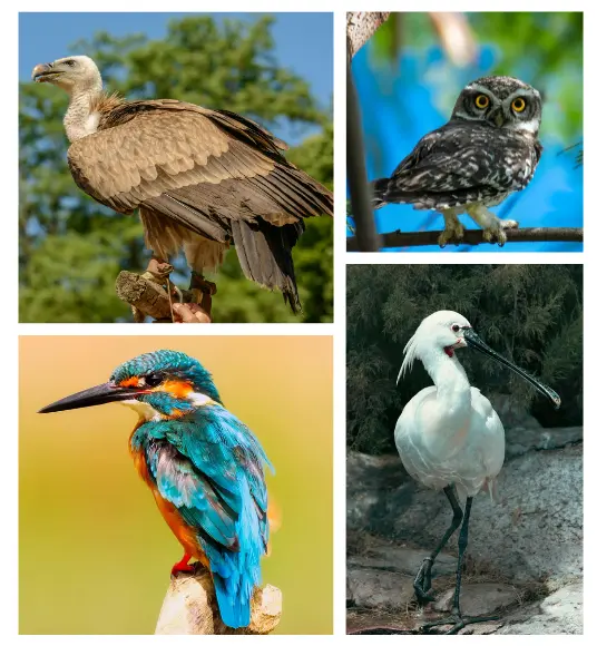 jim_corbett_national_park_birds