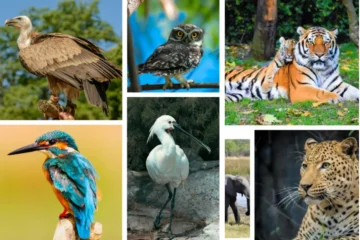 jim_corbett_national_park_wildlife